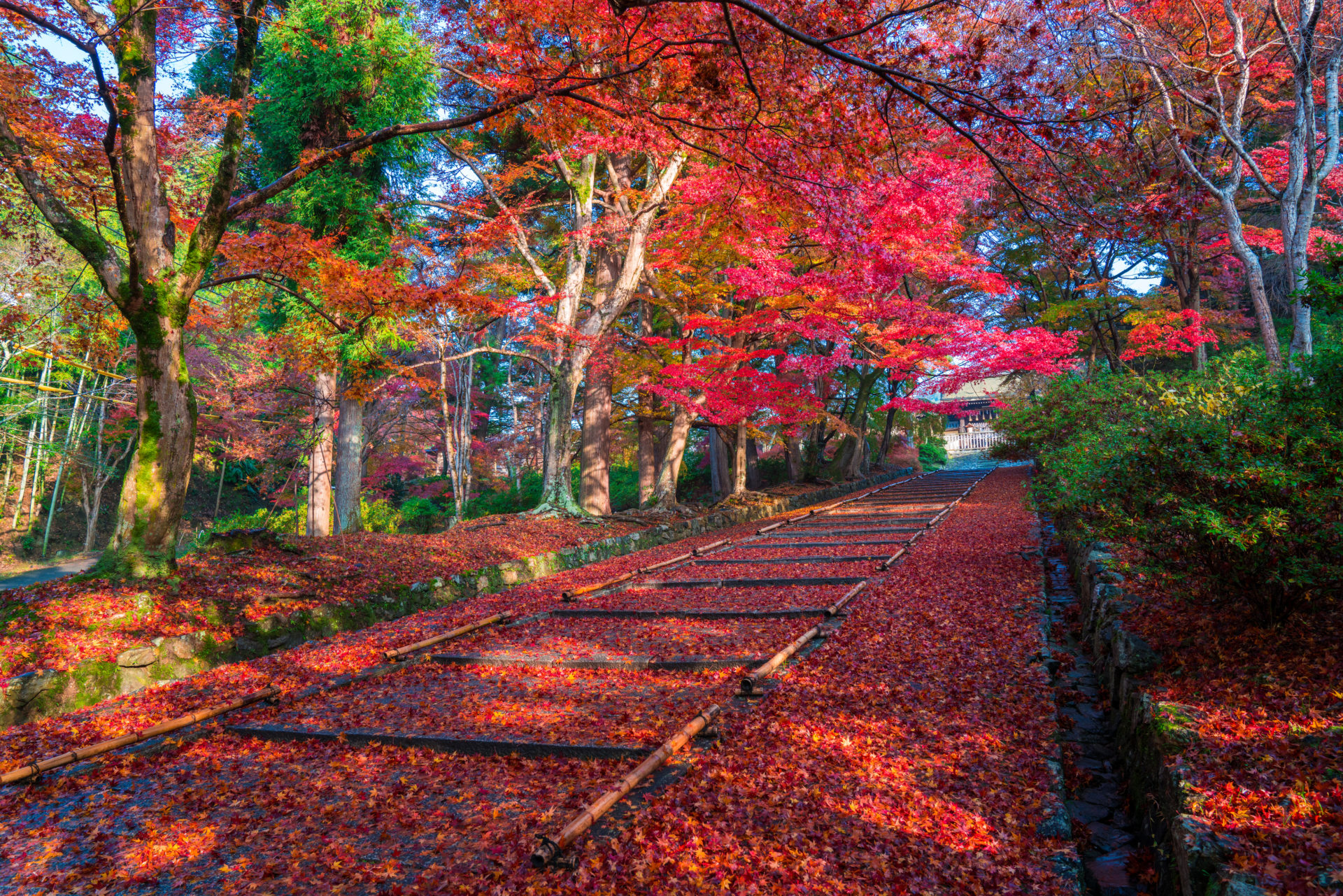京都　毘沙門堂の紅葉　